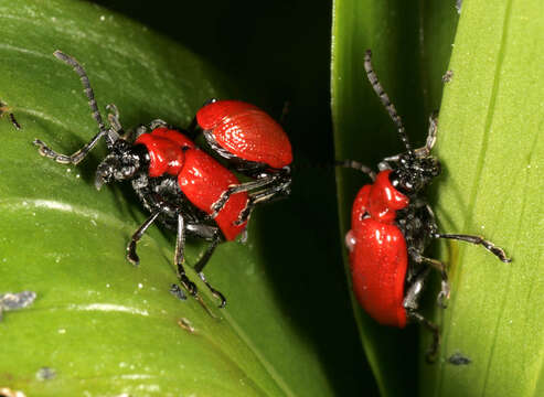 Image of Scarlet lily beetle