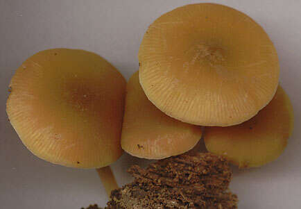 Image of Pluteus chrysophaeus (Schaeff.) Quél. 1872