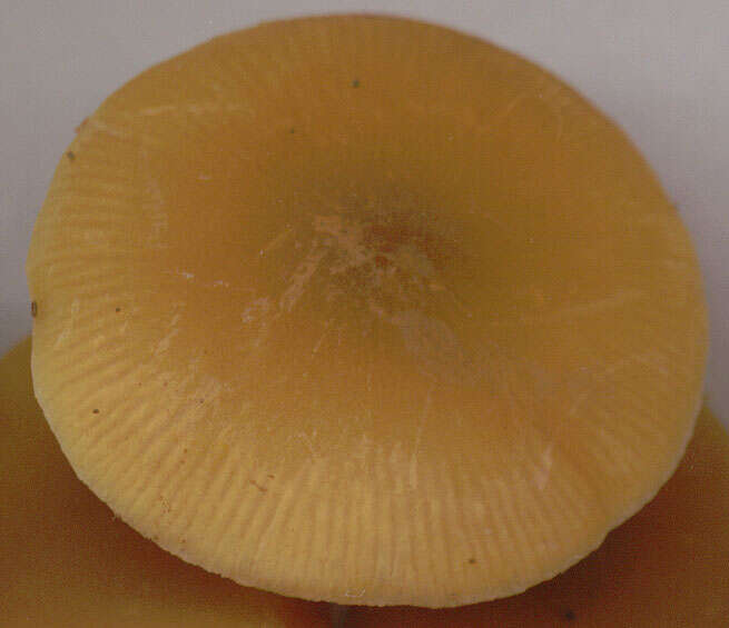 Image of Pluteus chrysophaeus (Schaeff.) Quél. 1872