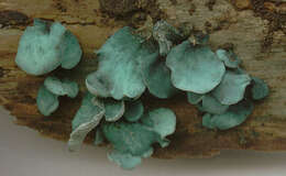 Image of Chlorociboria aeruginascens (Nyl.) Kanouse ex C. S. Ramamurthi, Korf & L. R. Batra 1958