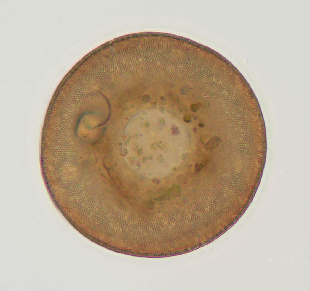 Image of Arcella discoides