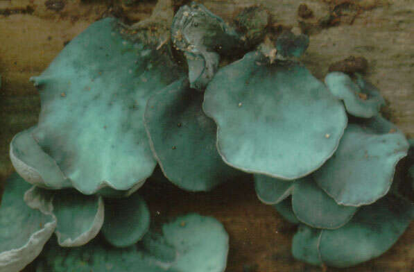 Image of Chlorociboria aeruginascens (Nyl.) Kanouse ex C. S. Ramamurthi, Korf & L. R. Batra 1958