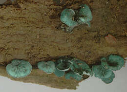 Image of Chlorociboria aeruginascens (Nyl.) Kanouse ex C. S. Ramamurthi, Korf & L. R. Batra 1958