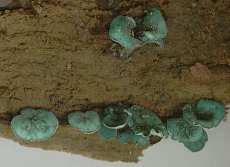 Image of Chlorociboria aeruginascens (Nyl.) Kanouse ex C. S. Ramamurthi, Korf & L. R. Batra 1958