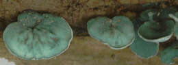 Image of Chlorociboria aeruginascens (Nyl.) Kanouse ex C. S. Ramamurthi, Korf & L. R. Batra 1958