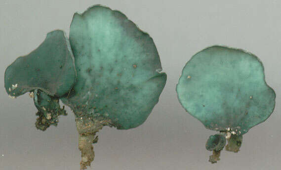 Image of Chlorociboria aeruginascens (Nyl.) Kanouse ex C. S. Ramamurthi, Korf & L. R. Batra 1958