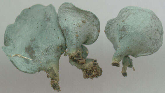 Image of Chlorociboria aeruginascens (Nyl.) Kanouse ex C. S. Ramamurthi, Korf & L. R. Batra 1958