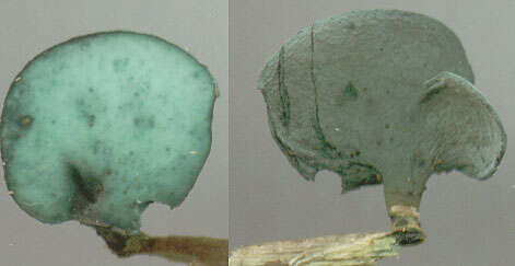 Image of Chlorociboria aeruginascens (Nyl.) Kanouse ex C. S. Ramamurthi, Korf & L. R. Batra 1958