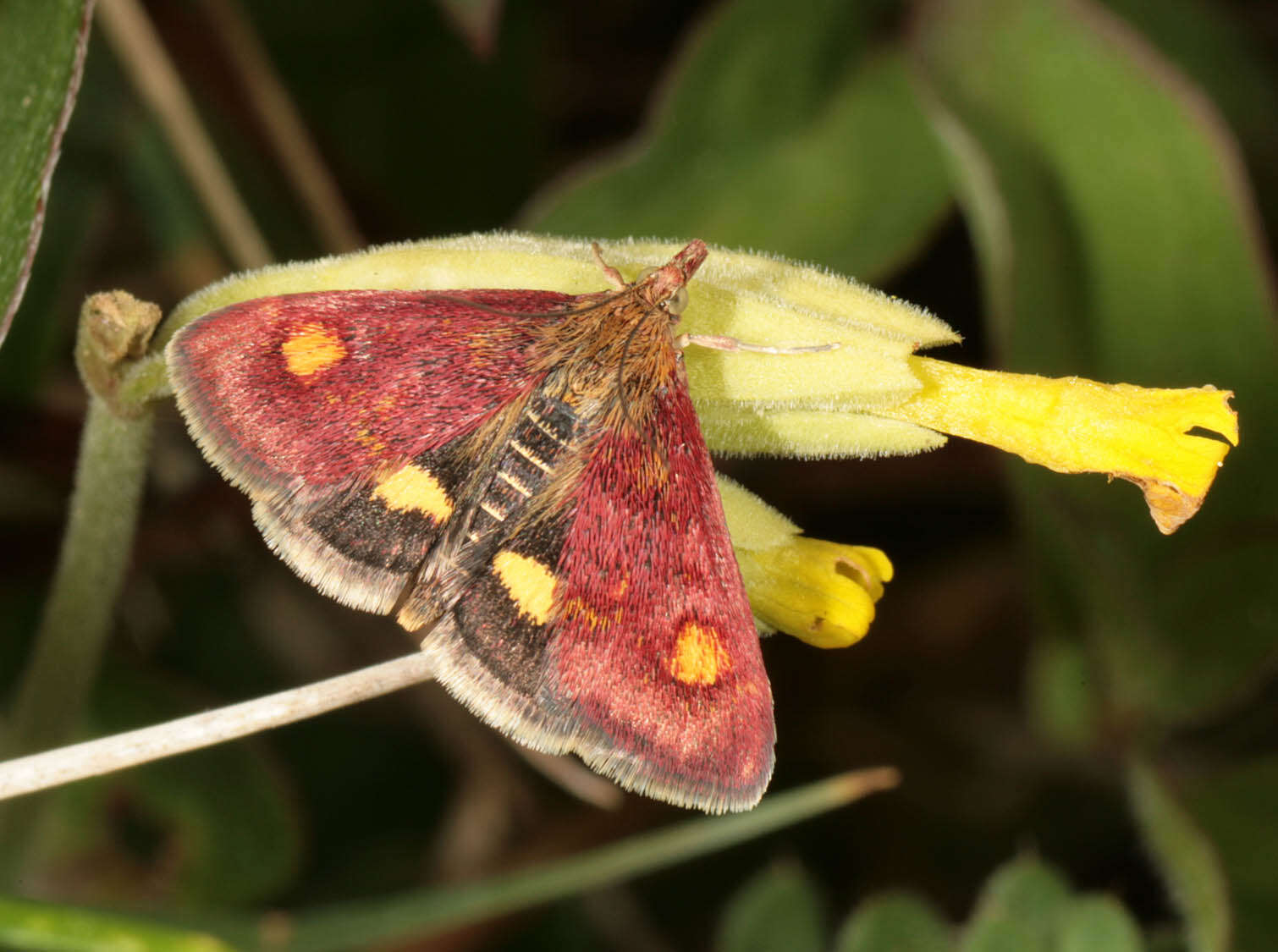 Image of Mint moth