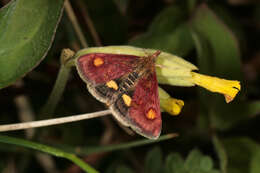 Image of Mint moth