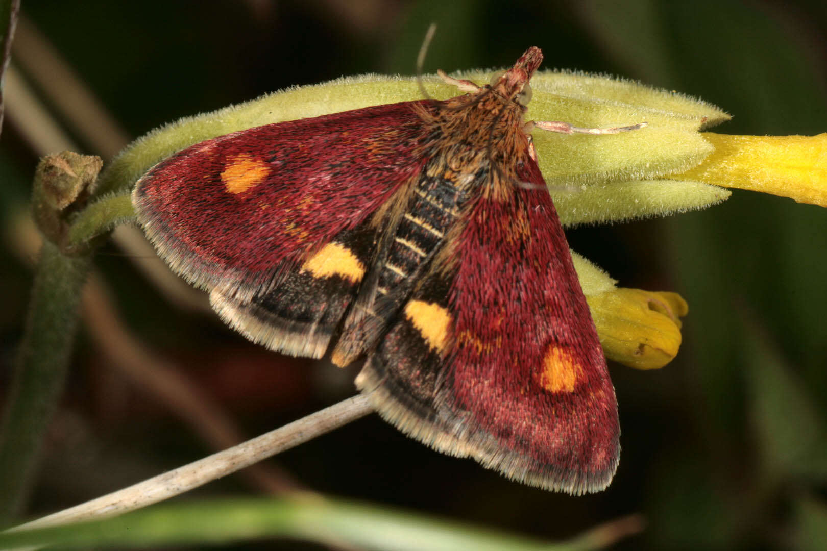 Image of Mint moth