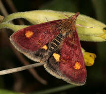 Image of Mint moth