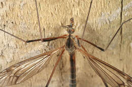 Image of Tipula (Lunatipula) vernalis Meigen 1804