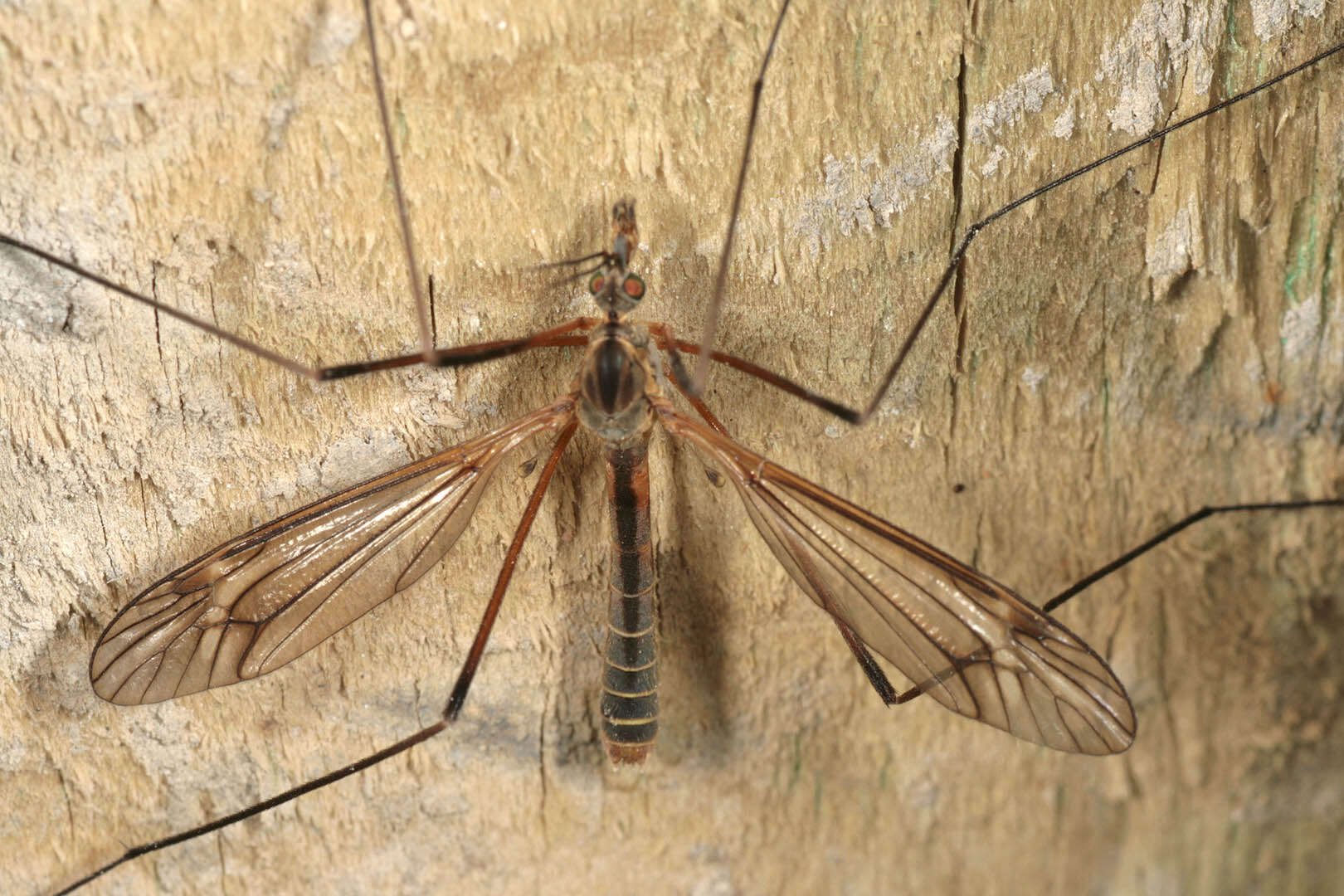 Image of Tipula (Lunatipula) vernalis Meigen 1804