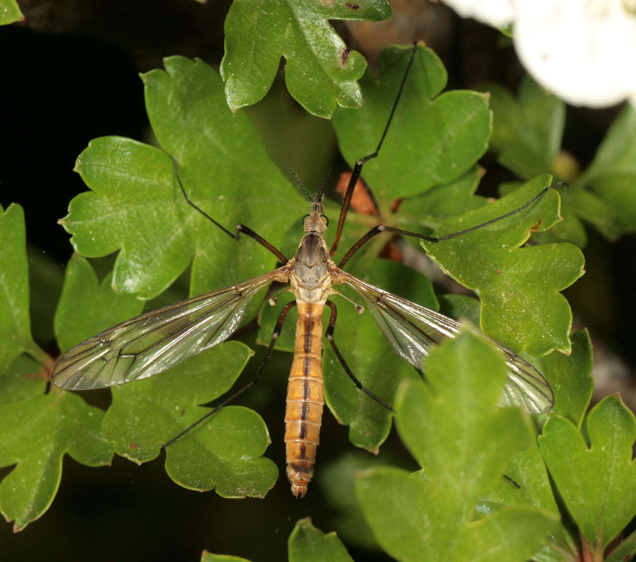 Image of Tipula (Lunatipula) vernalis Meigen 1804