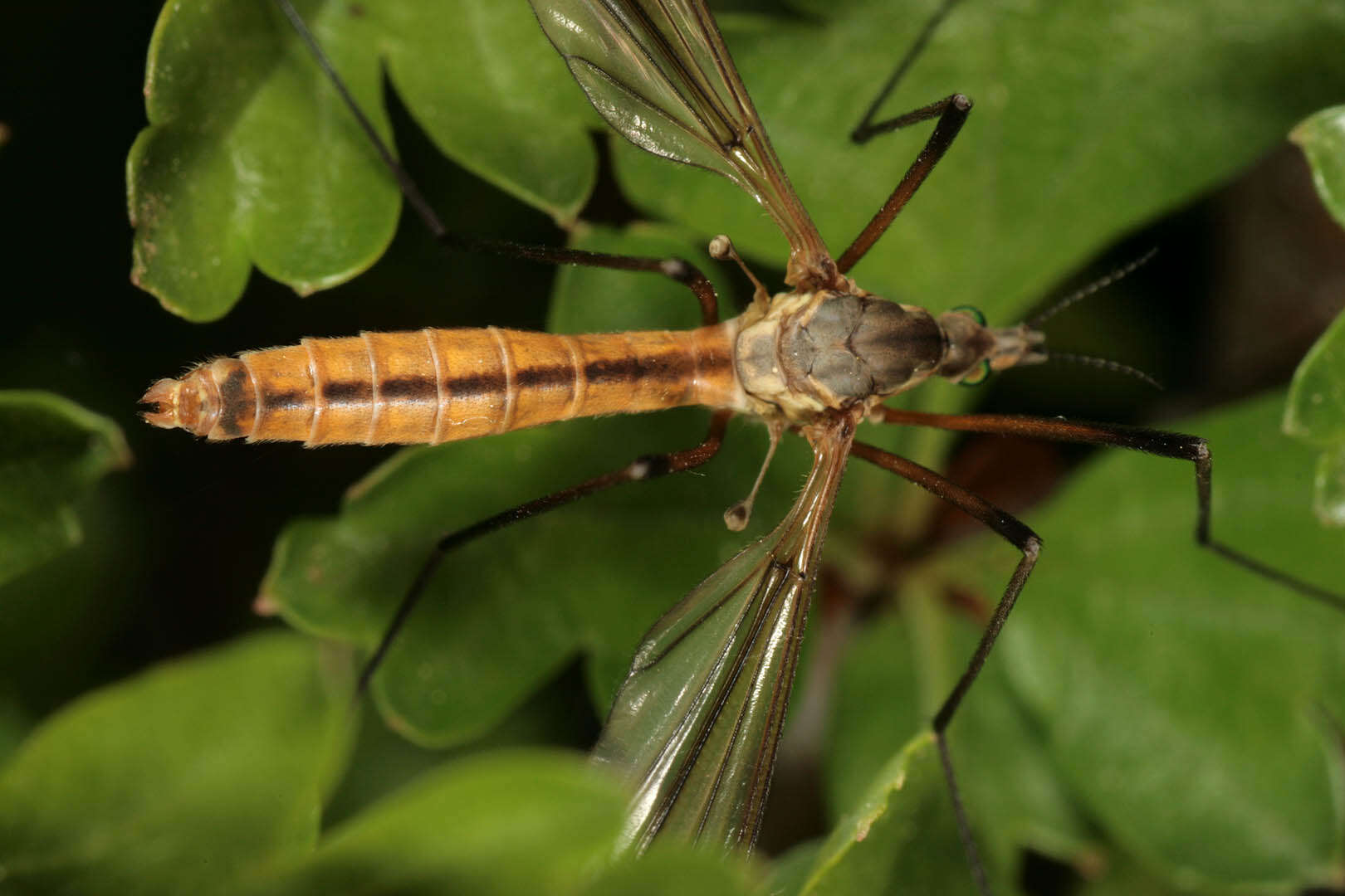 Image of Tipula (Lunatipula) vernalis Meigen 1804