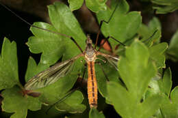 Image of Tipula (Lunatipula) vernalis Meigen 1804