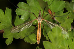 Image of Tipula (Lunatipula) vernalis Meigen 1804