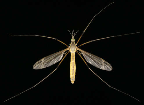 Image of Tipula (Lunatipula) vernalis Meigen 1804