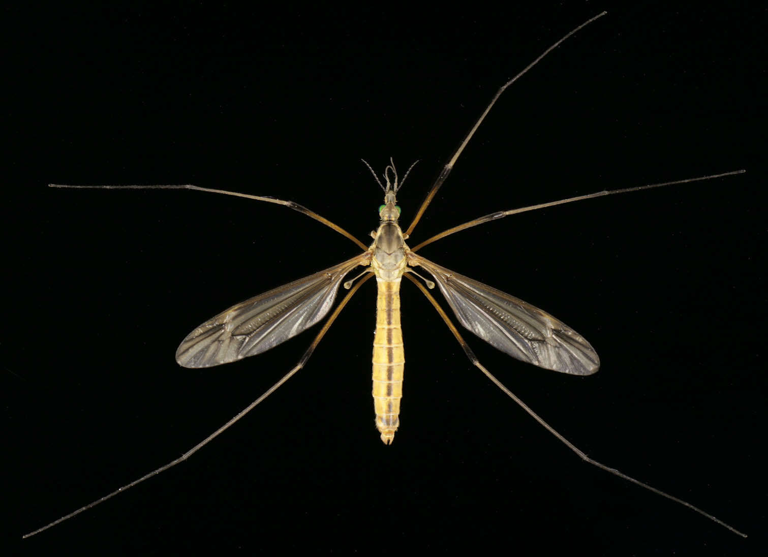 Image of Tipula (Lunatipula) vernalis Meigen 1804