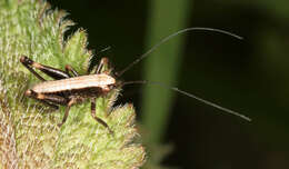 Image of dark bush-cricket