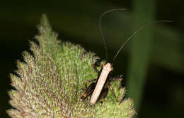 Image of dark bush-cricket