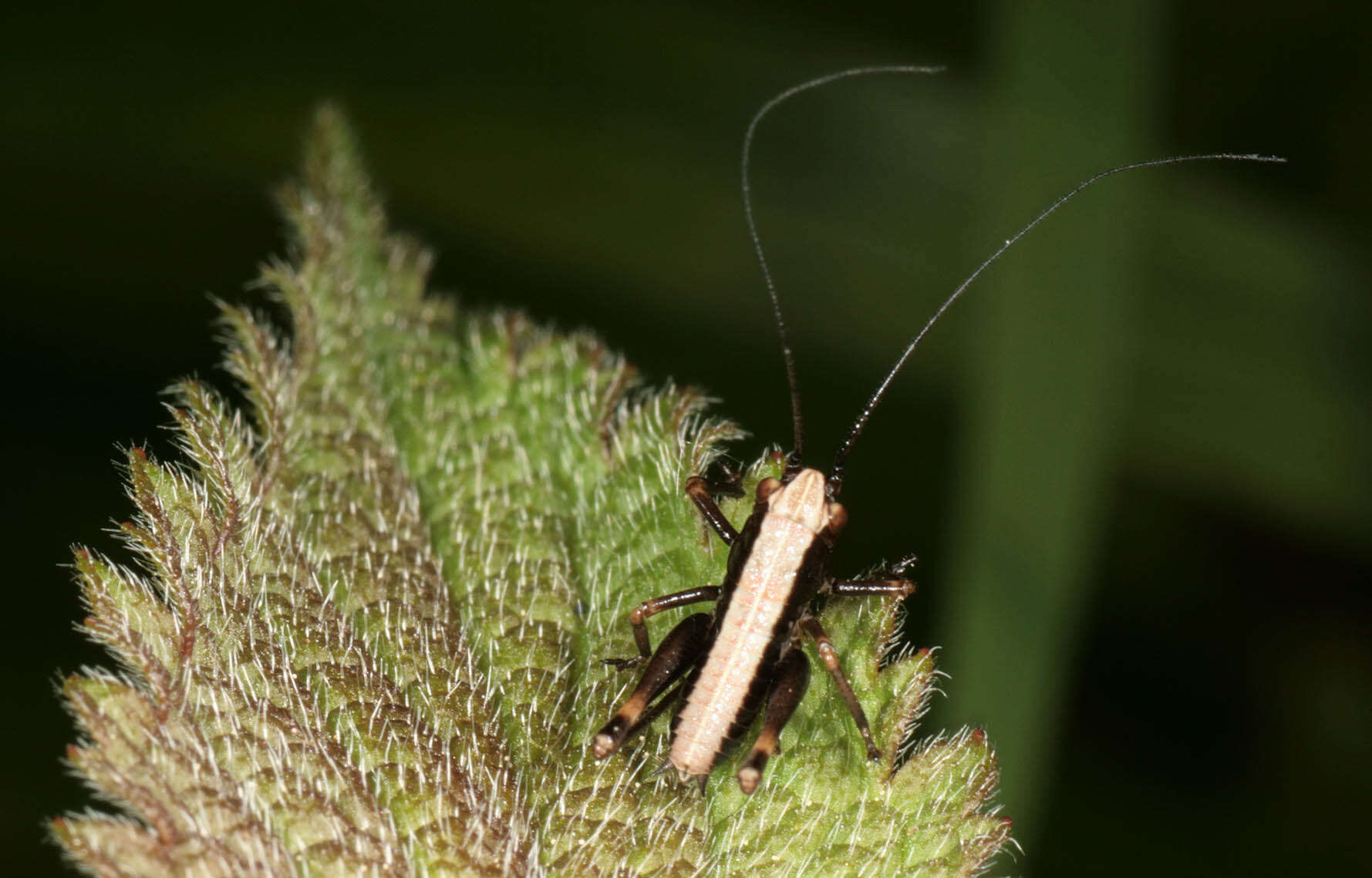 Image of dark bush-cricket