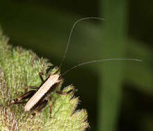 Image of dark bush-cricket