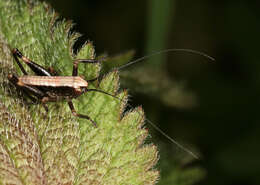 Image of dark bush-cricket