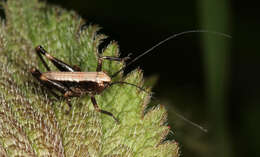 Image of dark bush-cricket