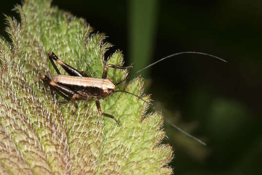 Image of dark bush-cricket