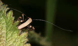 Image of dark bush-cricket