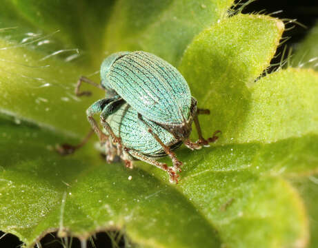 Image of Phyllobius (Parnemoicus) roboretanus Gredler 1882