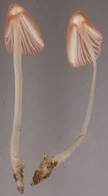 Image of Atheniella adonis (Bull.) Redhead, Moncalvo, Vilgalys, Desjardin & B. A. Perry 2012