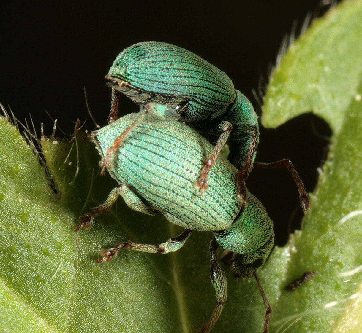 Image of Phyllobius (Parnemoicus) roboretanus Gredler 1882