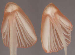 Image of Atheniella adonis (Bull.) Redhead, Moncalvo, Vilgalys, Desjardin & B. A. Perry 2012