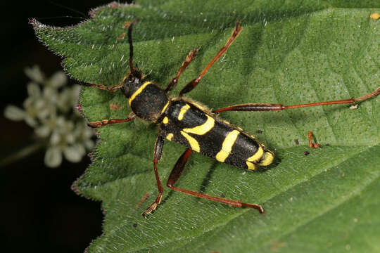 Image of Wasp beetle