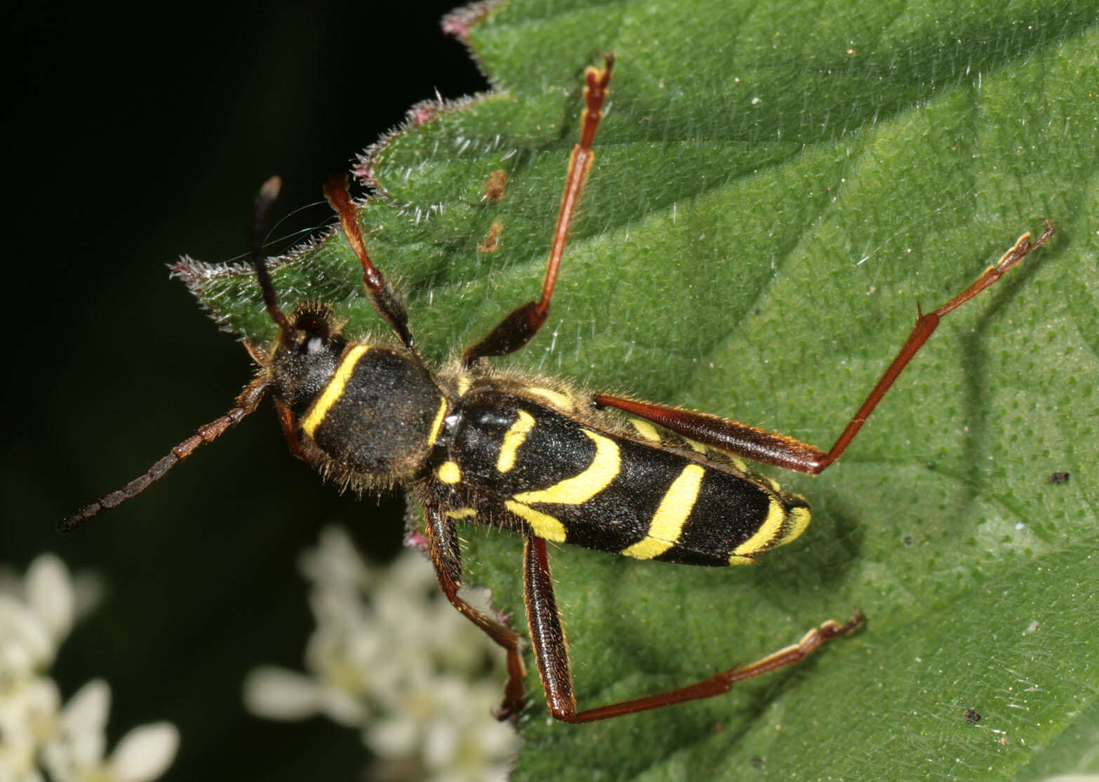 Image of Wasp beetle