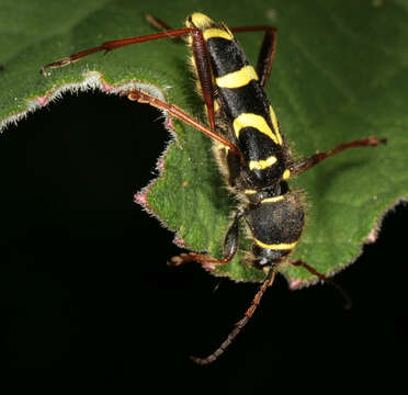 Image of Wasp beetle