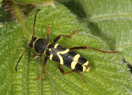 Image of Wasp beetle