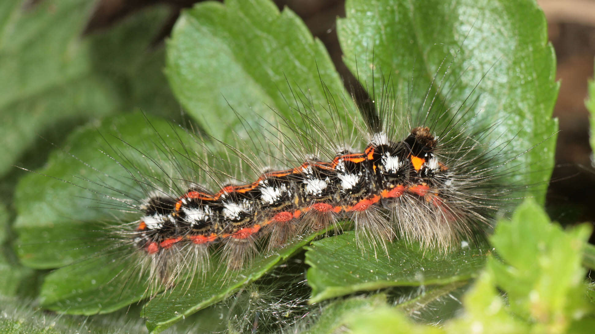 Слика од Euproctis similis Moore 1879