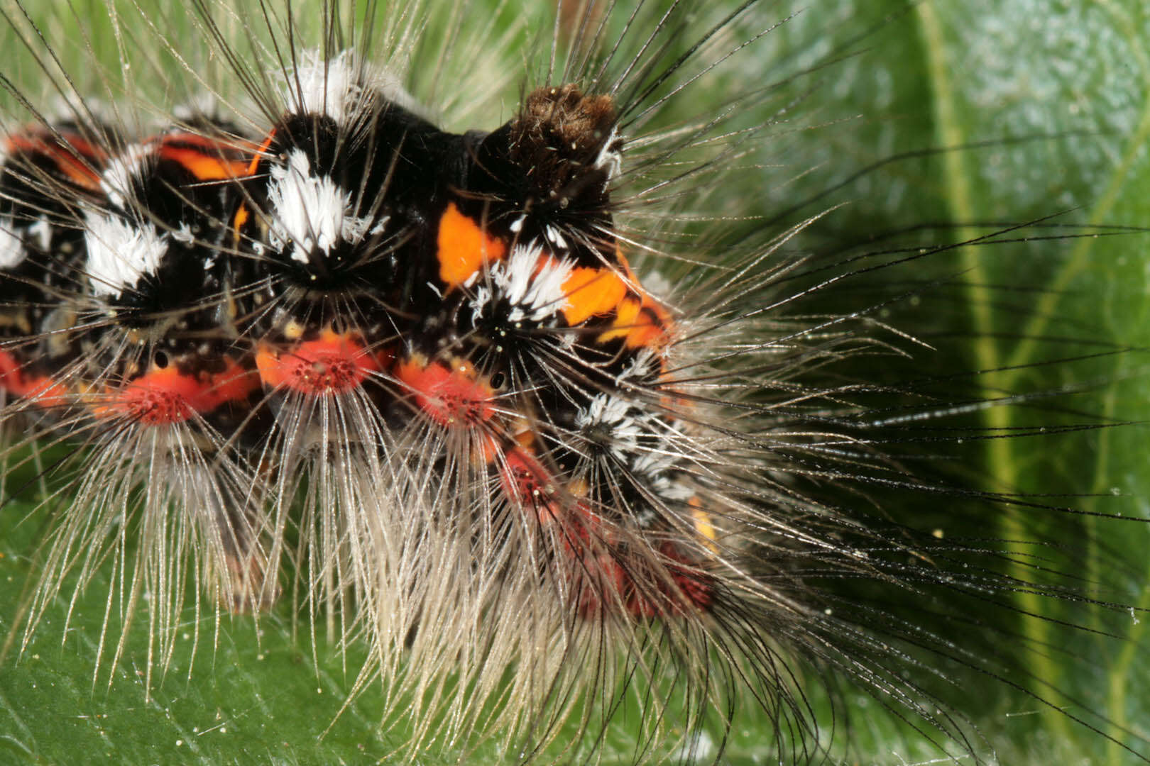 Слика од Euproctis similis Moore 1879