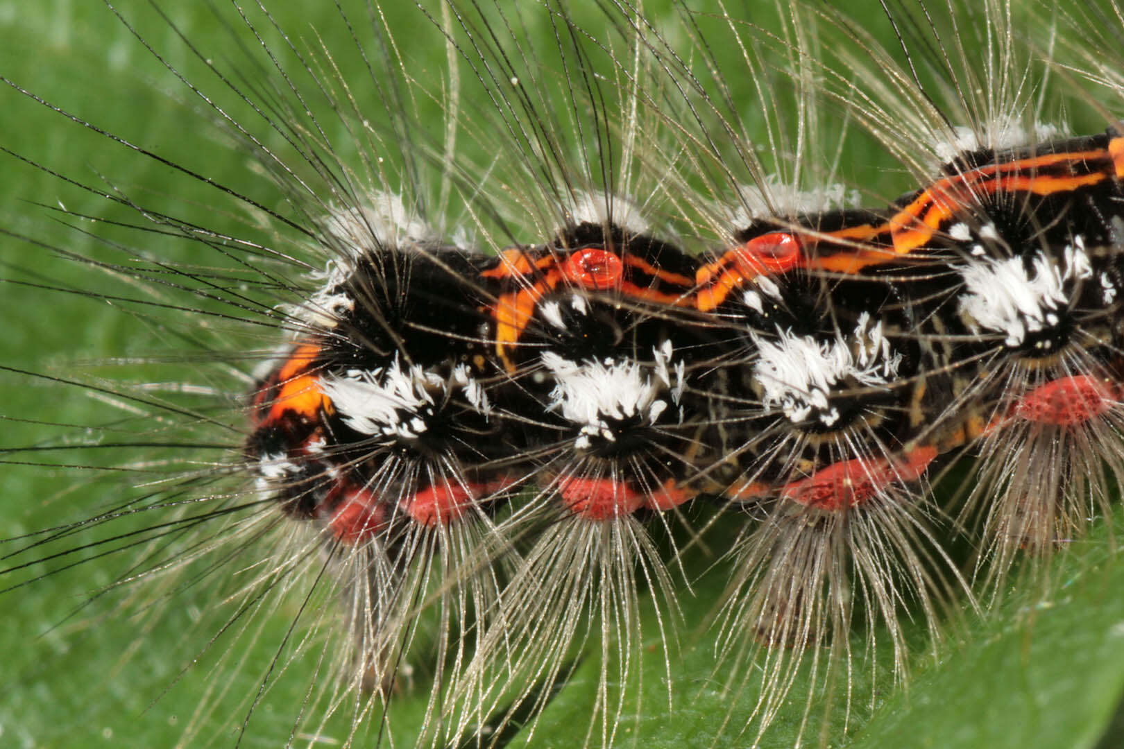 Слика од Euproctis similis Moore 1879