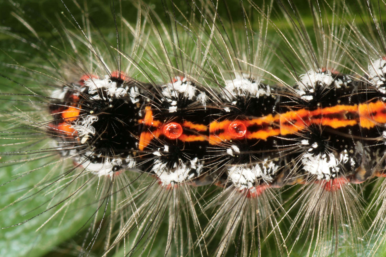 Слика од Euproctis similis Moore 1879