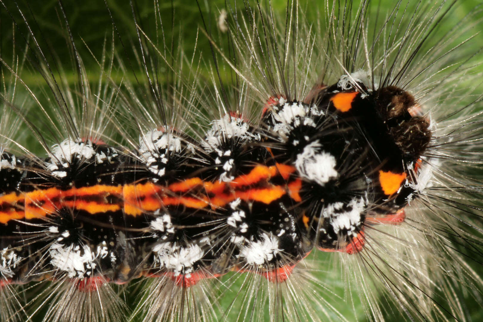 Слика од Euproctis similis Moore 1879