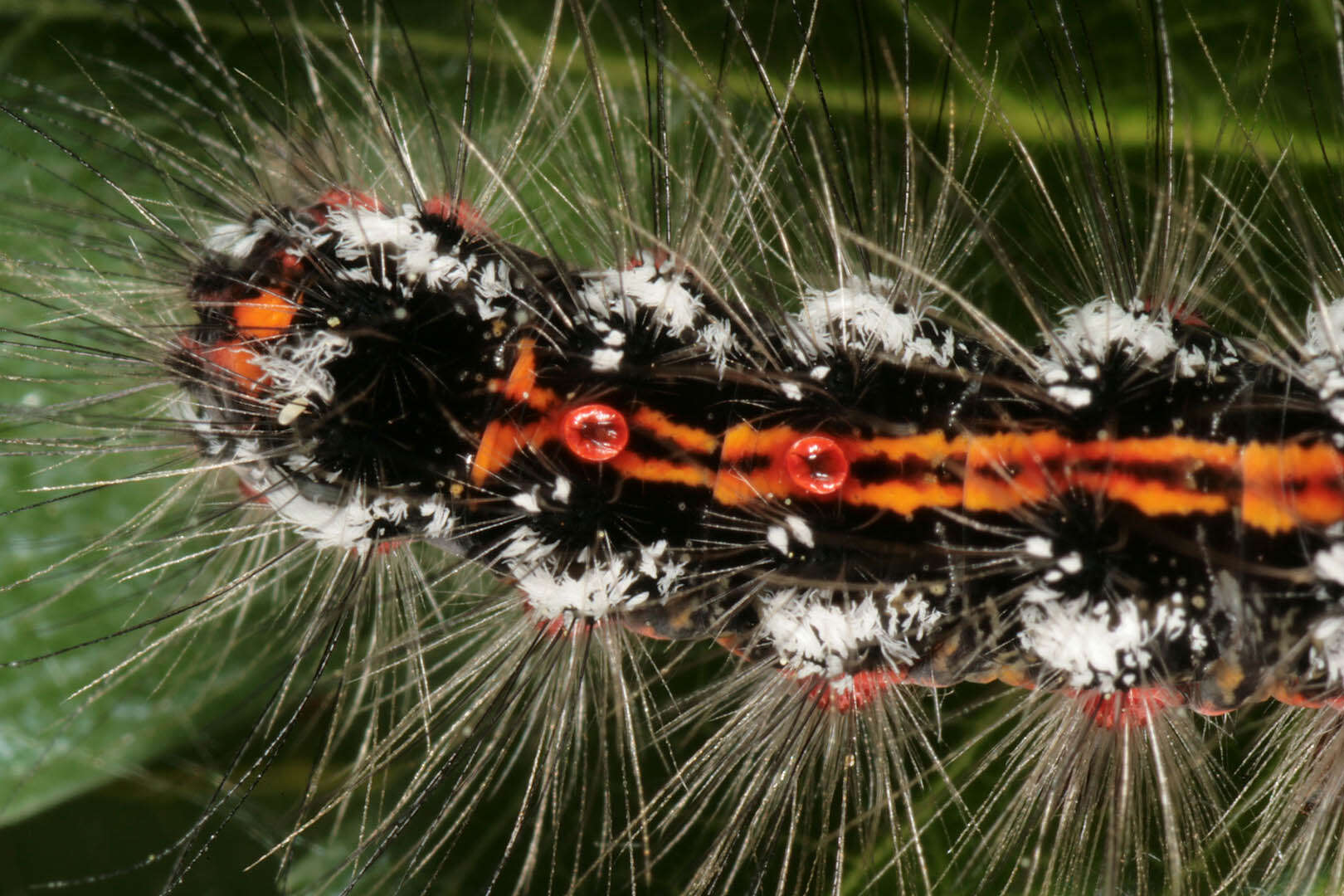 Слика од Euproctis similis Moore 1879