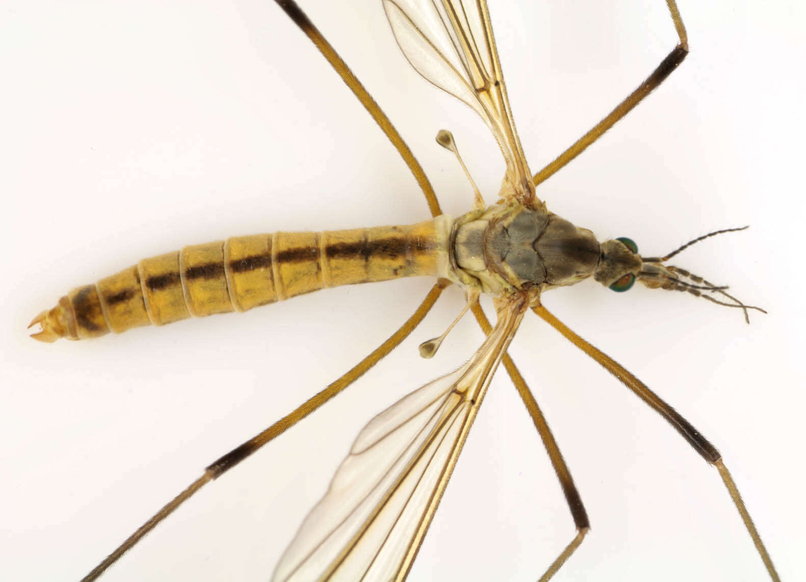 Image of Tipula (Lunatipula) vernalis Meigen 1804