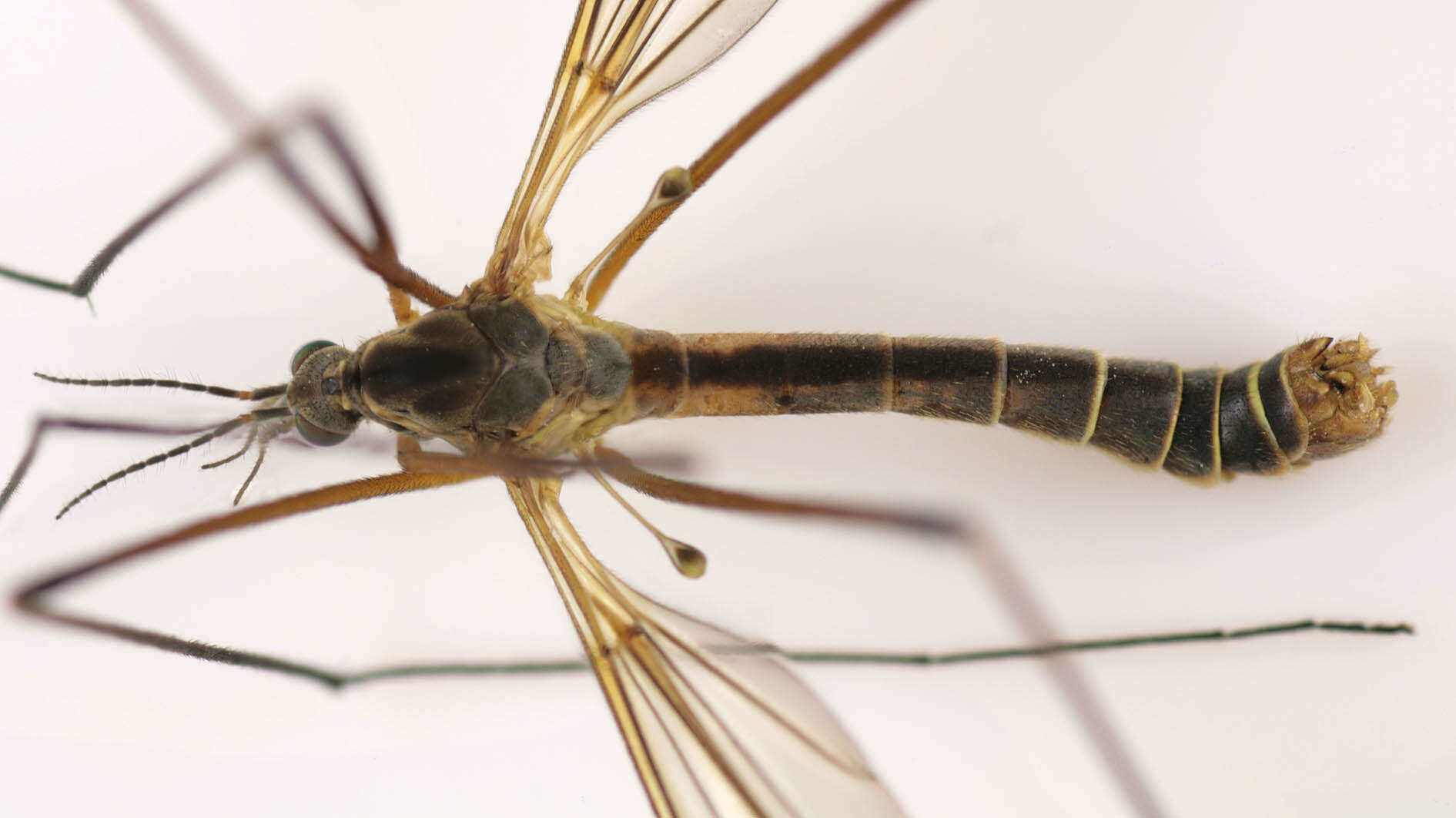 Image of Tipula (Lunatipula) vernalis Meigen 1804