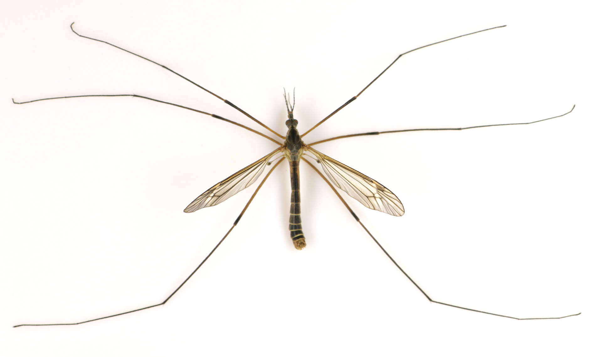 Image of Tipula (Lunatipula) vernalis Meigen 1804