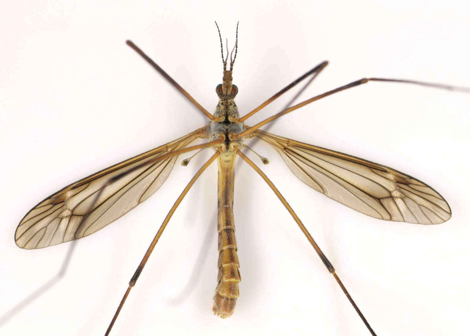 Image of Tipula (Lunatipula) vernalis Meigen 1804